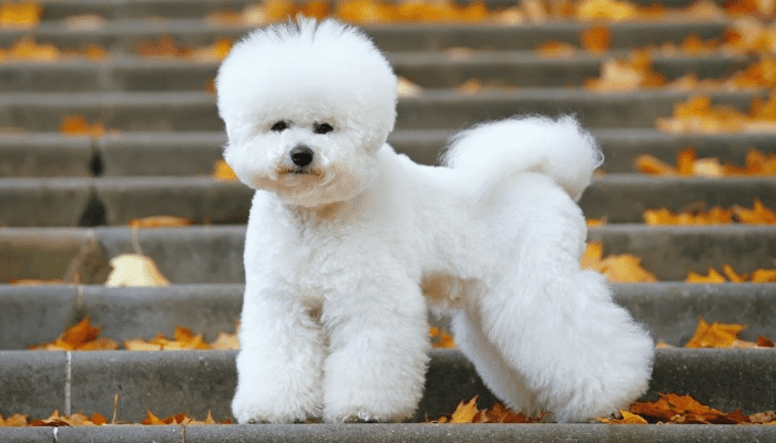 A white bichon frise dog on the stairs looking at the camera 