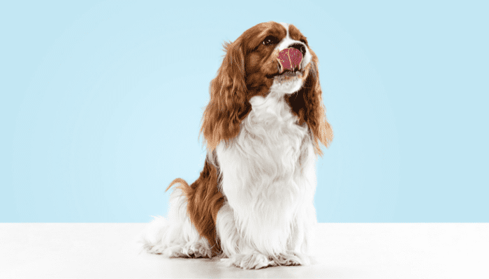  Cavalier King Charles Spaniel in a blue and white with her tongue out