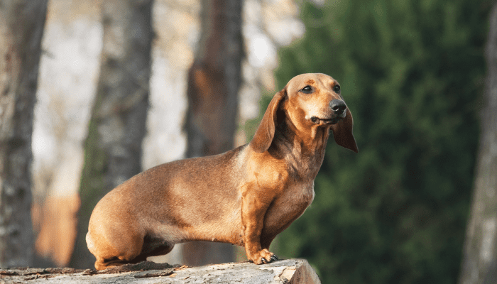 a brown Dachshund standing  on a stone  