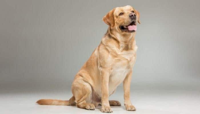 A golden retriever dog in a grey background looking side ways 