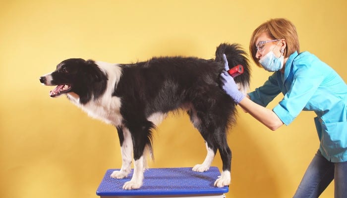 A pet parent inspecting the tail of her dog