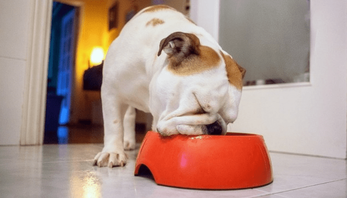 An English bulldog eating his meal 