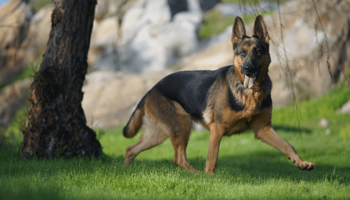 A german shepherd panting on a grass lawn with tress in the background