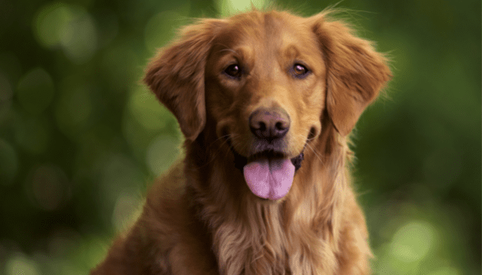 A golden retriever smiling with her tongue out looking at the camera lens  