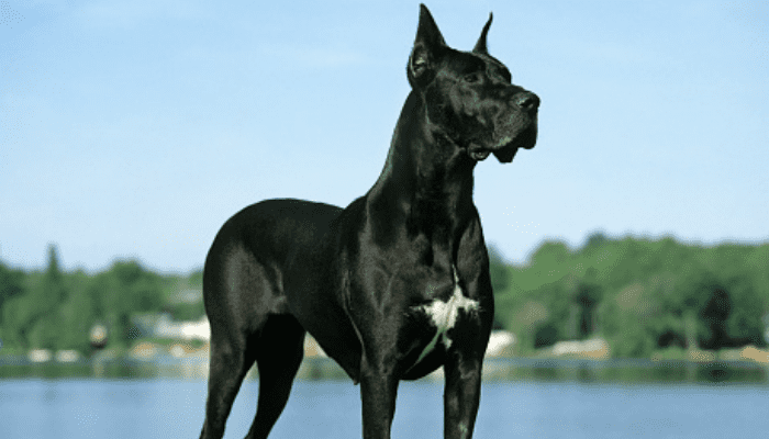 A Great Dane standing proudly with cropped ears 