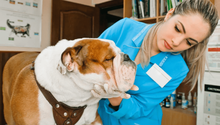 An English bulldog at the vet clinic with a veterinarian. 