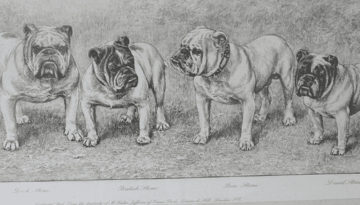 The history of an English bulldog