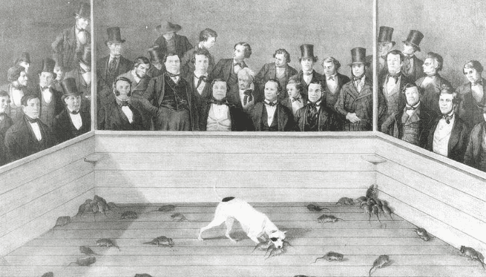 a black and white sketch of a group of people watching a rat terrier kill rats 