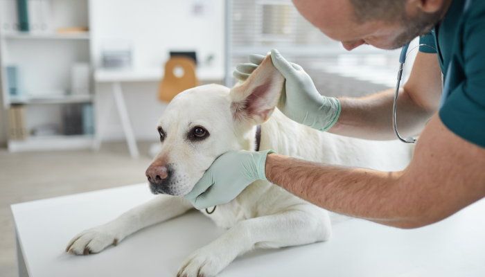 A dog getting his ear checked by the vet