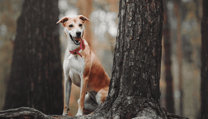 Best dog for first time owner ,  mixed-breed dog standing next to trees and panting 