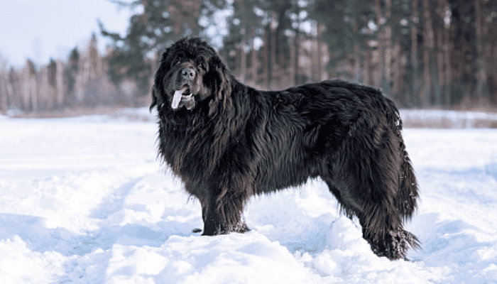 A black Newfoundlands in the snow panting