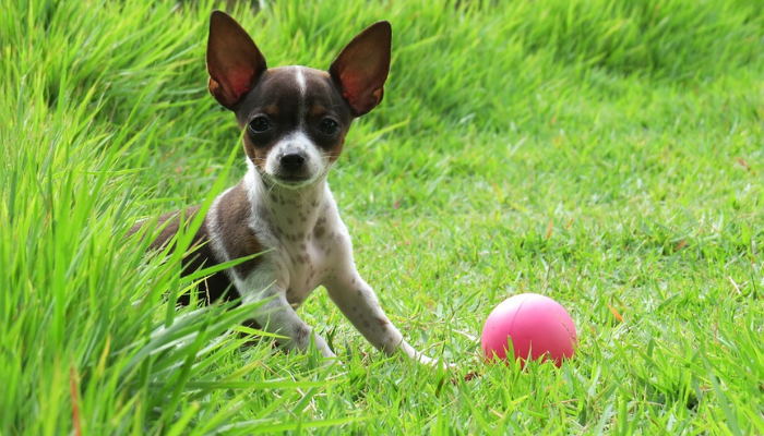 a puppy rat terrier on the grass lawn with a pink ball