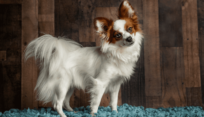 A white Papillion with brown ears gazing at the camera 