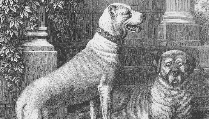 black and white sketch of dogs 