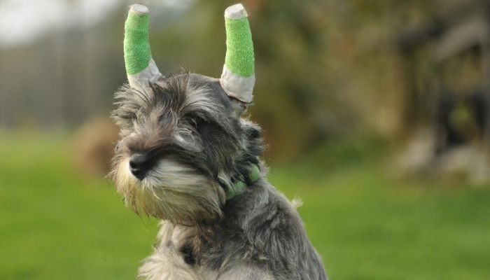 Dog with bandaged ear 