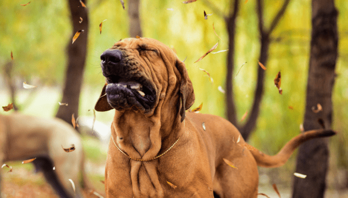 Dog sneezing because of allergies 