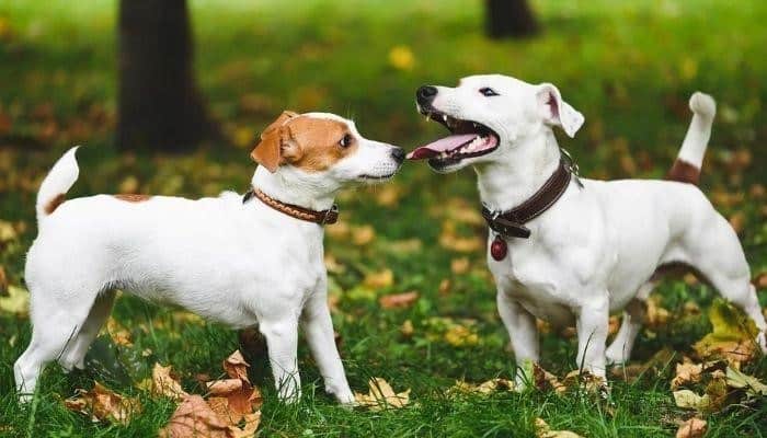 Two white dogs in a park growling at each other