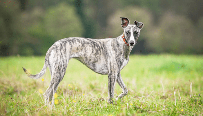 A grey and white whippet on a grass lawn looking at the camera 