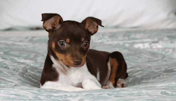 brown and white rat terrier sitting on a soft surface 