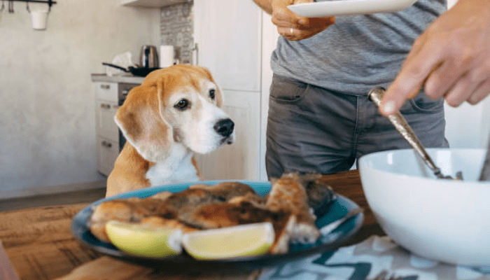Dog looking at a plate of cooked fish while the pet parent is standing near the food 
