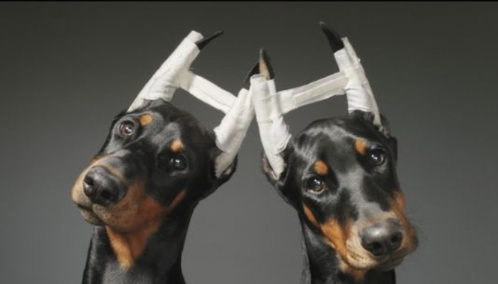 two Doberman with their ears cropped and bandage 