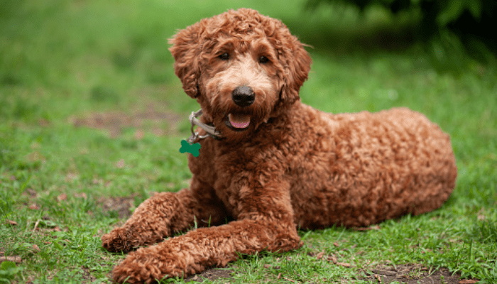 a brown Labradoodle sitting on a grass lawn and smiling 