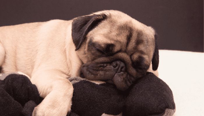 A pug puppy sleeping soundly 