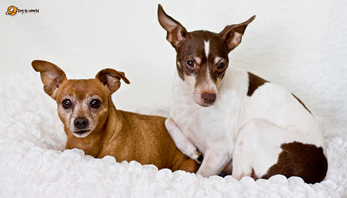 two rat terriers sitting on the bed 