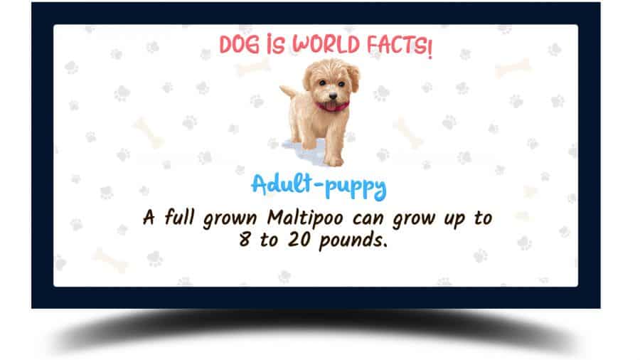 graphical image of a maltipoo with a fact stating a full grown maltipoo can grow up to 8 to 20 pounds.