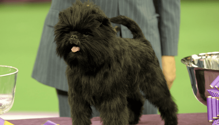 A small fluffy dog breed that is called Affenpinscher dog, standing on a platform.