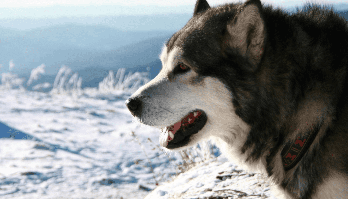 A Alaskan Malamute is a large fluffy dog breed that is sanding in the snow with very fluffy fur.