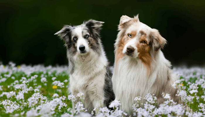 There are two Australian Shepherds who are medium-sized fluffy dogs that are sitting in a field of flowers. 