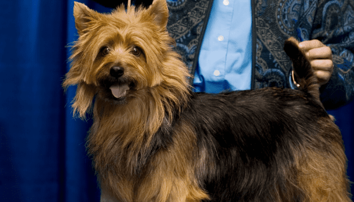 This small fluffy dog breed is called the Australian Terrier.