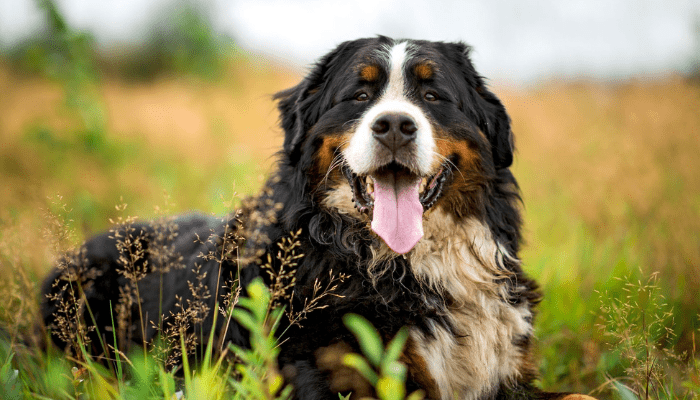 A large fluffy dog breed called Bernese Moiuntain Dog, sitting in the grass.