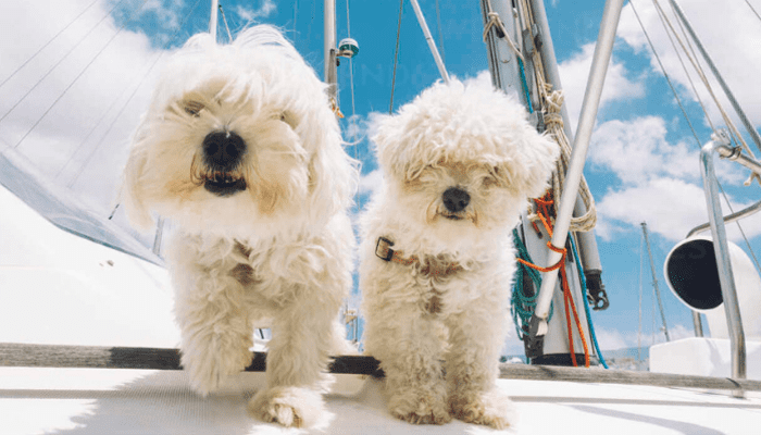 Two small fluffy dog breeds that are named Bichon Frise are smiling and coming towards the camera.