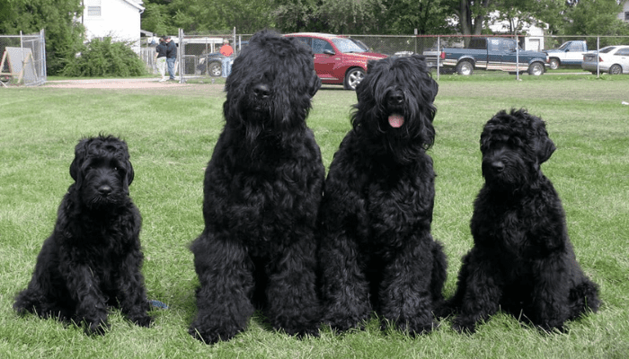 Four Black Russian Terrier dogs sitting in a field of grass, they're a part of the large fluffy dog breed community.