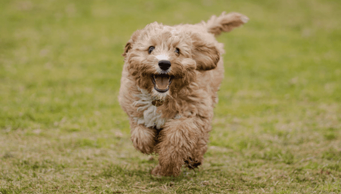 A orange small fluffy dog breed that is relatively new, called the Cavapoo. This Cavapoo is running through the field.