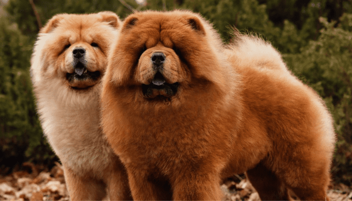 Chow Chow is a part of the large fluffy dog breed community, there are two Chow Chows in this picture in a field and they are looking at the camera.