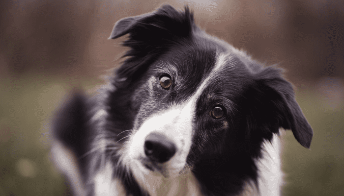 Another large fluffy dog breed that is called Collie, staring at the camera with intrigued eyes.