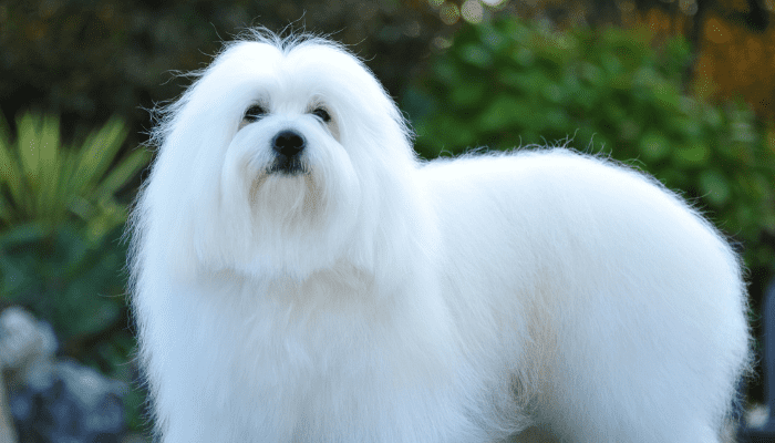 The name of this small fluffy dog breed is Coton De Tulear. 