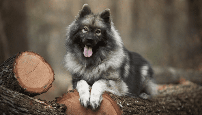 A Eurasier is a mix between a Chow Chow and Wolfspitzes, sitting on a log of wood.