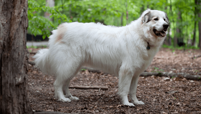 A large fluffy dog breed called the Great Pyrenees Dog, standing in the woods.