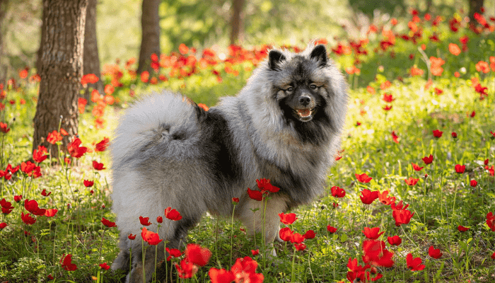 A fluffy medium-sized dog breed called Keeshond who is standing in a field of flowers and staring at the camera.