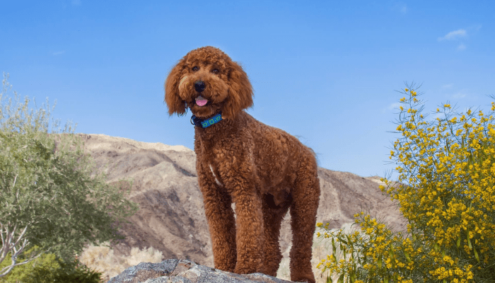A mix between a Poodle and Labrador that is called a Labradoodle. A medium-sized fluffy dog breed that is standing on a rock.
