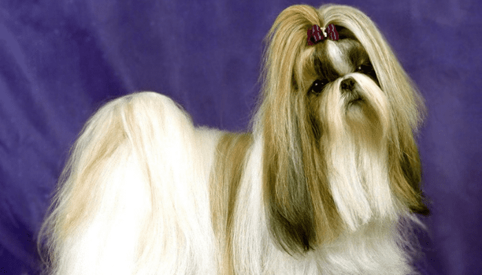 Another small fluffy dog breed that is commonly known as Lhasa Apso, standing on a platform.
