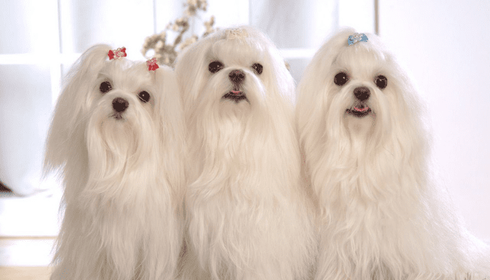Three white small fluffy dog breeds who are called Maltese are looking at the camera. They have cute bows in their fur.