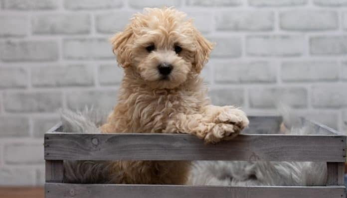 a crossbreed of Maltese and Poodle dog called Maltipoos sitting in a crate