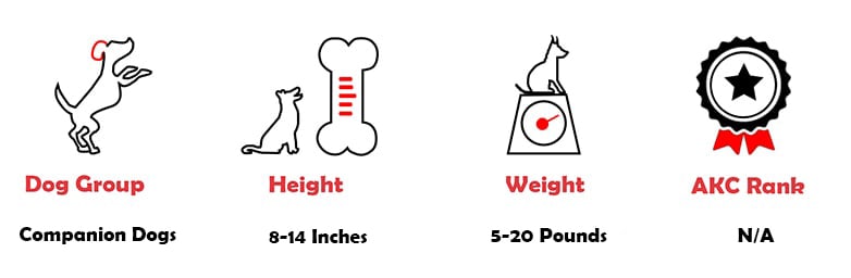 A graphic images for quick facts of a Maltipoo dog. The dog group, their height, weight and AKC ranking.