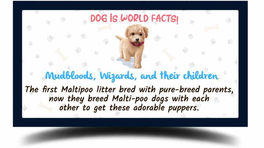 graphical image of a maltipoo with a fact stating that the first Maltipoo litter bred with pure-breed parents, now they breed Malti-poo dogs with each other to get these adorable puppers.