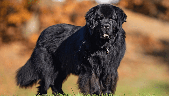 One of the largest dog breeds is called the Newfoundland Dog. This Newfoundland Dog is standing in a field of grass.